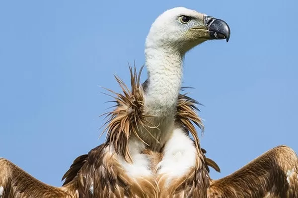 RUYADA   YIRTICI  KUŞLAR GÖRMEK