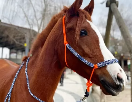 RUYADA  YULAR SAPI GÖRMEK