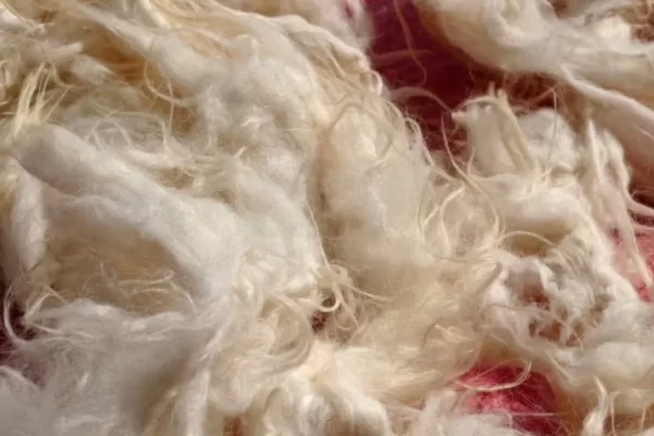 RUYADA  YÜN GÖRMEK