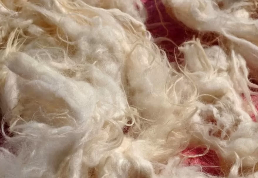 RUYADA  YÜN GÖRMEK