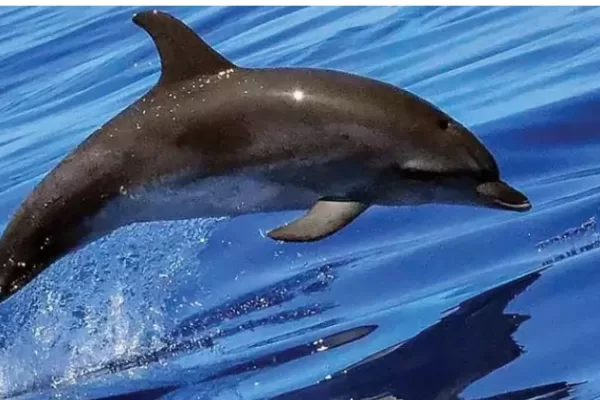 RUYADA   YUNUS  BALIĞI GÖRMEK