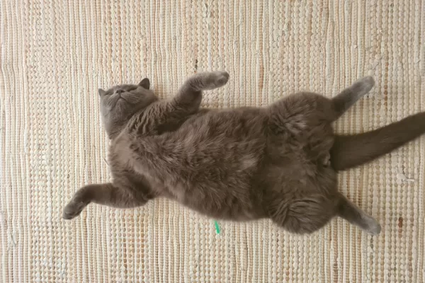 RUYADA  YUVARLANMAK GÖRMEK