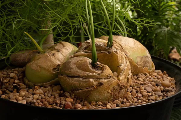 RÜYADA ADA  SOĞANI GÖRMEK