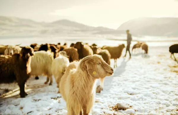 RÜYADA ADAK GÖRMEK