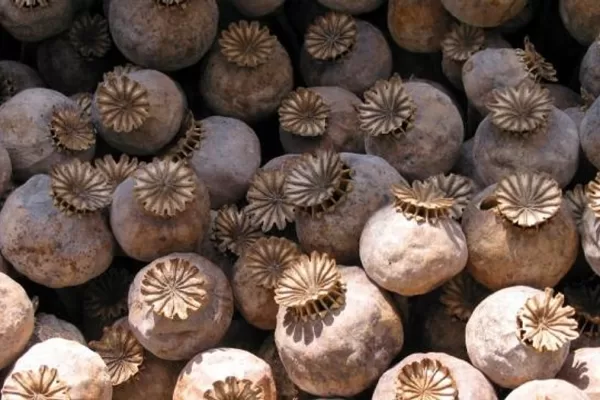 RÜYADA AFYON  YUTMAK GÖRMEK