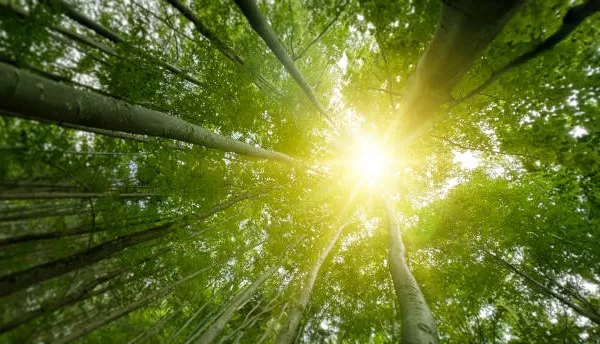 RÜYADA AĞAÇ GÖRMEK