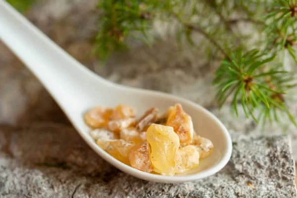 RÜYADA AĞAÇ SAKIZI GÖRMEK