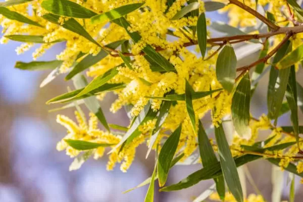 RÜYADA AKASYA GÖRMEK