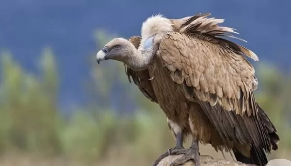 RÜYADA AKBABA GÖRMEK