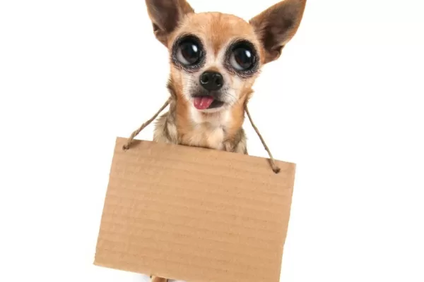 RÜYADA AKILSIZLIK GÖRMEK