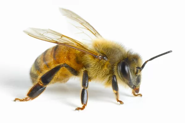 RÜYADA ARI BEYİ GÖRMEK