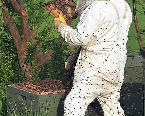 RÜYADA ARICI GÖRMEK