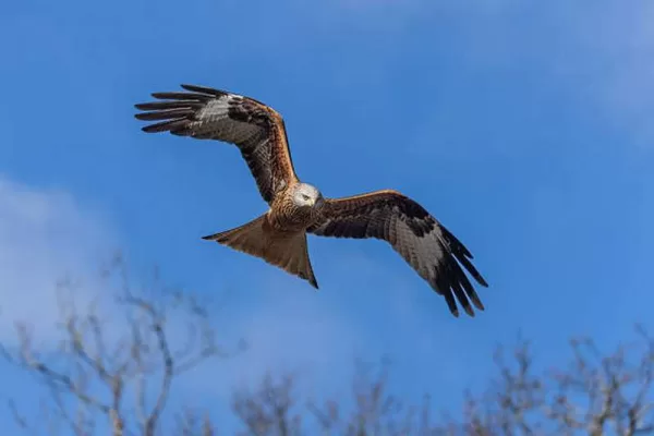 RÜYADA ATMACA GÖRMEK
