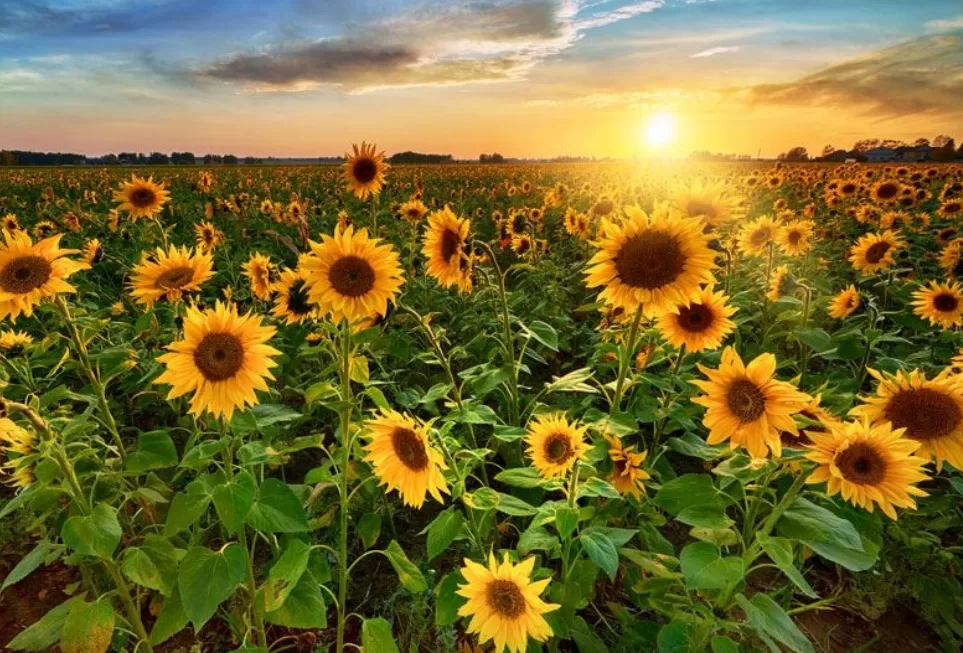 RÜYADA AY   ÇİÇEĞİ GÖRMEK