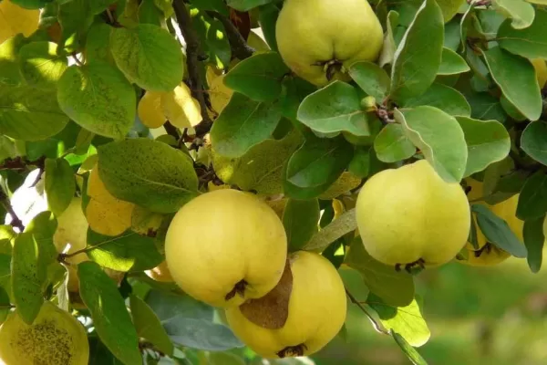 RÜYADA AYVA GÖRMEK