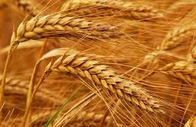 RUYADA   BAŞAK GÖRMEK