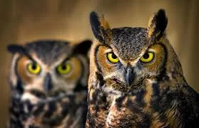 RUYADA  BAYKUŞ GÖRMEK