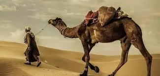 RUYADA  BEDEVİ      (Çöl      Arab’ı) GÖRMEK