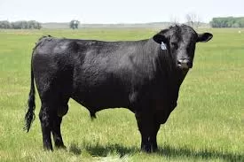 RUYADA   BOĞA GÖRMEK