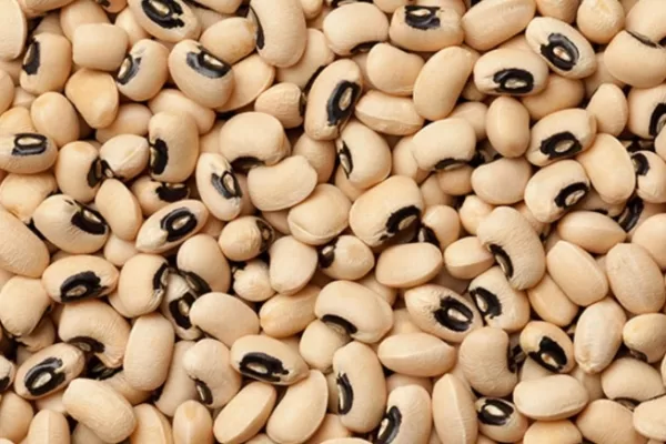 RUYADA   BÖĞRÜLCE  (Bir  çeşit  fasulye) GÖRMEK