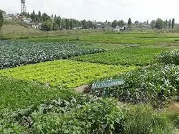 RUYADA  BOSTAN GÖRMEK