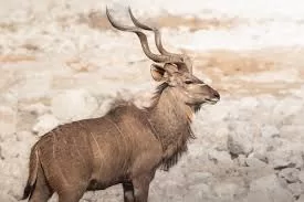 RUYADA   BOYNUZ GÖRMEK