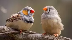 RUYADA   BÜLBÜL GÖRMEK