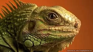 RUYADA BÜYÜK KERTENKELE GÖRMEK