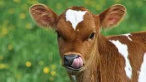 RUYADA  BUZAĞI GÖRMEK