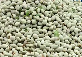 RUYADA ÇAĞLA GÖRMEK