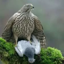 RUYADA ÇAKIR KUŞU GÖRMEK