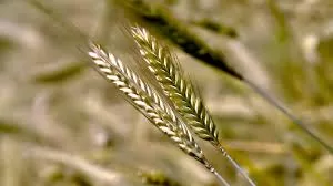 RUYADA ÇAVDAR GÖRMEK