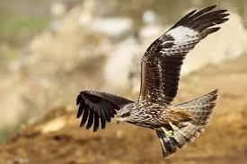 RUYADA ÇAYLAK GÖRMEK