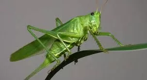 RUYADA ÇEKİRGE GÖRMEK