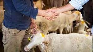 RUYADA CELEP GÖRMEK