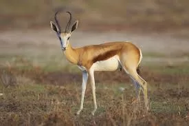 RUYADA CEYLAN GÖRMEK