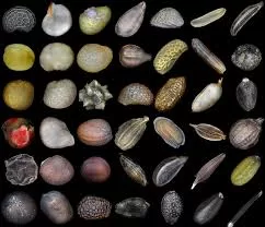 RUYADA ÇİÇEK TOHUMU GÖRMEK