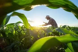 RUYADA ÇİFTÇİ GÖRMEK