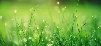 RUYADA ÇAYIRLIK-ÇİMENLİK GÖRMEK