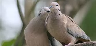 RUYADA CİLVE GÖRMEK