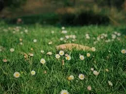 RUYADA ÇİMENZAR GÖRMEK