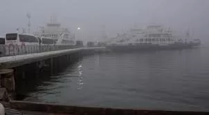 RUYADA ÇİSENTİ GÖRMEK