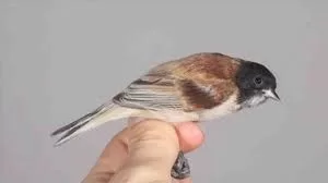 RUYADA ÇULHA GÖRMEK