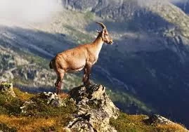 RUYADA DAĞ KEÇİSİ GÖRMEK