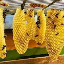 RUYADA DALAK BALI GÖRMEK