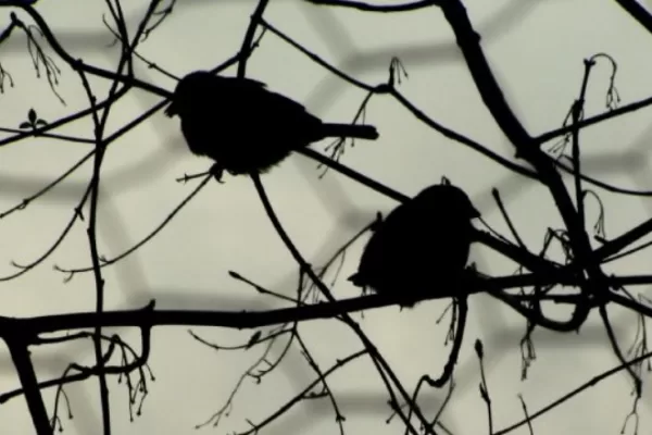 RUYADA DARGINLIK GÖRMEK