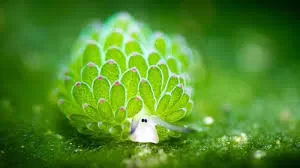 RUYADA DENİZ  KOYUNU GÖRMEK