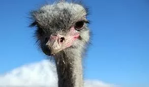 RUYADA DEVE KUŞU GÖRMEK