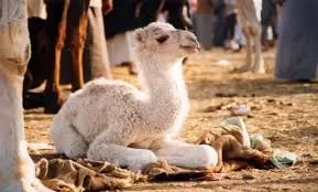 RUYADA DEVE  YAVRUSU GÖRMEK