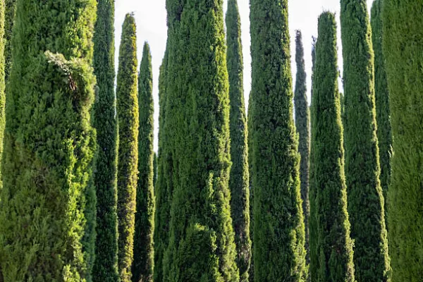 RÜYADA DOĞRU  AĞAÇ GÖRMEK